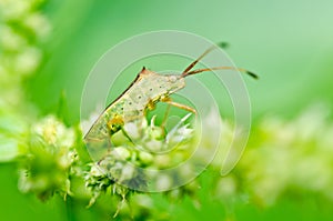 Hemiptera in green nature