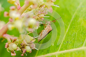 Hemiptera in green nature