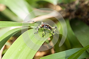 Colorful hemiptera tropical rainforest insect photo