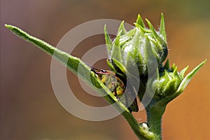 Hemiptera inside photo