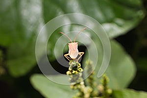 hemiptera Nezara Viridula Heteroptera pentatomidae palomera prasina on a leaf.