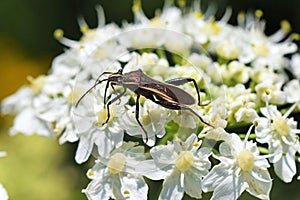 Hemiptera true bug on white flower