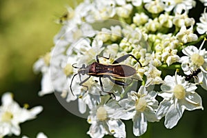 Hemiptera true bug on white flower