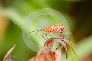 Hemiptera or True bugs
