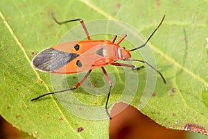Hemiptera or True bugs