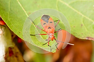 Hemiptera or True bugs photo
