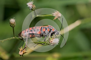 Hemipteran lygaeidae milkweed bug