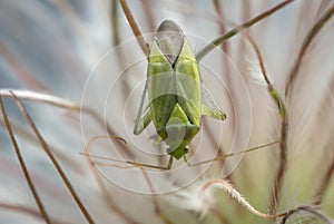 Hemipteron on plant