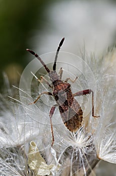 Hemipterous