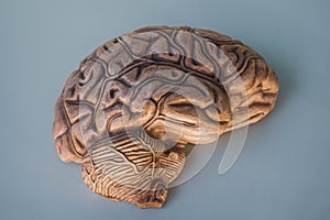 Hemisphere of brain, in 3D.