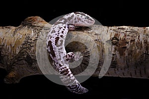 Hemitheconyx Caudicinctus