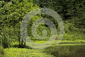 Hemlock and aquatic vegetation