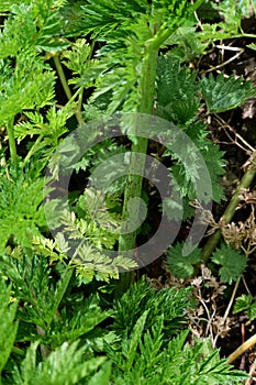 Hemlock - Conium maculatum, Norfolk, England, UK