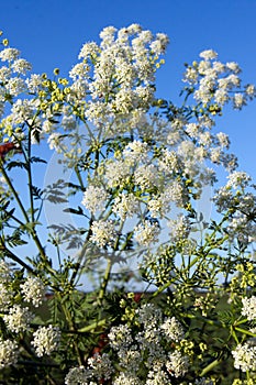 Hemlock (Conium maculatum) photo