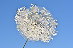 Hemlock flowers, Conium maculatum photo