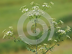 Hemlock or poison hemlock, Conium maculatum photo