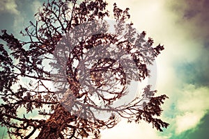 Hemlock Tree with Coloration photo
