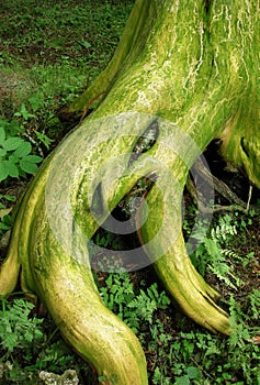 Hemlock tree stump photo