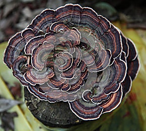 Hemlock Varnish Shelf / Ganoderma tsugae photo