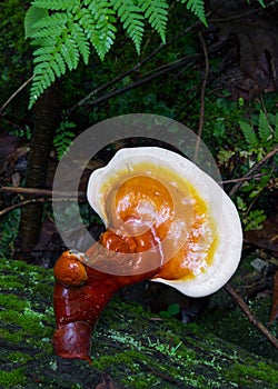 Hemlock Varnish Shelf Mushroom