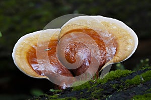 Hemlock Varnish Shelf mushrooms, Ganoderma tsugae, Adirondack Forest Preserve, New York, USA photo