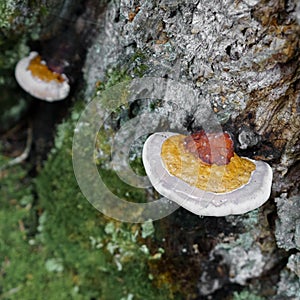 Hemlock Varnish Shelf, very common on Eastern Hemlock trees.