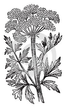 Hemlock Water Dropwort vintage illustration