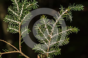 Hemlock Woolly Adelgid