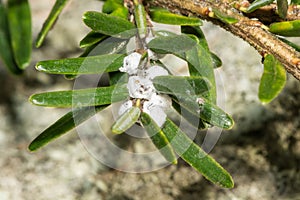 Hemlock Woolly Adelgid - Adelges tsugae photo