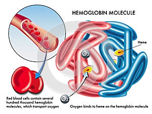 Hemoglobin photo