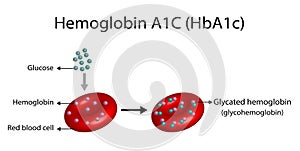 Hemoglobin A1C (HbA1c) blood , Glycated hemoglobin, HbA1c test, Diabetes mellitus. Vector illustration