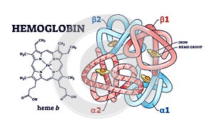 Hemoglobin chemical structure with polypeptide and heme group outline diagram photo
