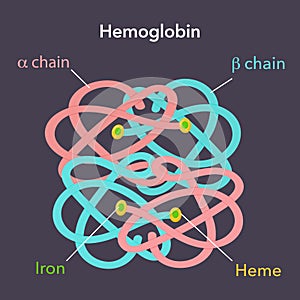 Hemoglobin diagram science vector illustration graphic