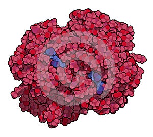 Hemoglobin (human, Hb) protein molecule, 3D rendering. Iron-containing oxygen transport protein found in red blood cells. Atoms