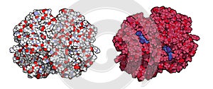 Hemoglobin (human, Hb) protein molecule, chemical structure. Iron-containing oxygen transport protein found in red blood cells