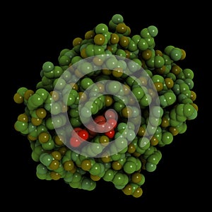 Hemoglobin molecule