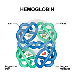Hemoglobin molecule photo