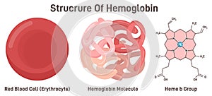 Hemoglobin molecule structure. Iron-containing oxygen-transport metalloprotein i