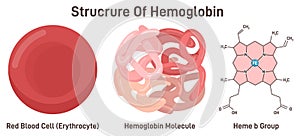 Hemoglobin molecule structure. Iron-containing oxygen-transport metalloprotein i photo