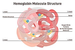 Hemoglobin molecule structure. Iron-containing oxygen-transport metalloprotein i photo