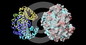 Hemoglobin molecule . View 2 . 3d rendering illustration photo