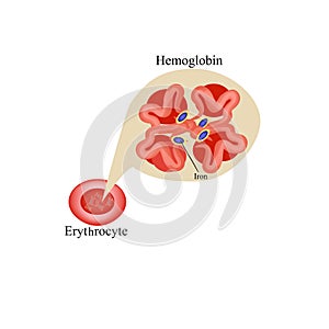 Hemoglobin within red blood cell. Erythrocyte. Hemoglobin. Infographics. Vector Illustration