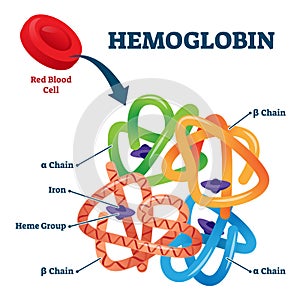 Hemoglobin in red blood cells as oxygen transport metalloprotein scheme.