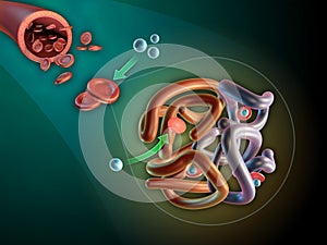 Hemoglobin structure