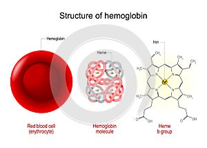 Hemoglobin structure. Red blood cell, hemoglobin molecule, and structural formula of a Heme