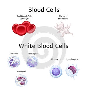 Hemoglobin and white blood cells lymphocytes in blood plasma vector