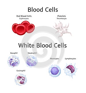 Hemoglobin and white blood cells lymphocytes in blood plasma vector photo