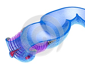 Hemorrhoids : Anal disorders