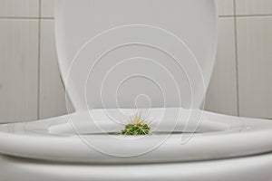 Hemorrhoids Pain With Thorny Cactus inside Toilet