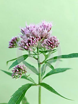 Hemp agrimony (Eupatorium cannabinum)